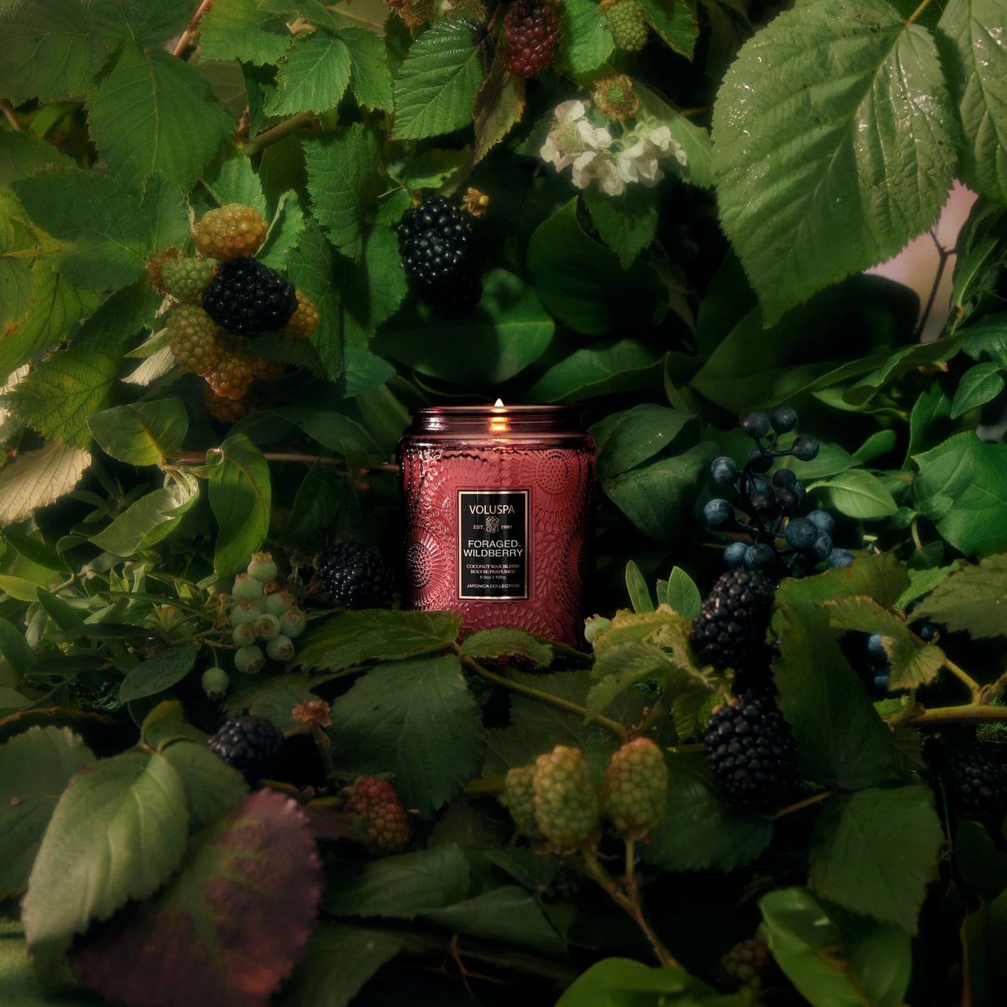 Foraged Wildberry Small Jar Candle