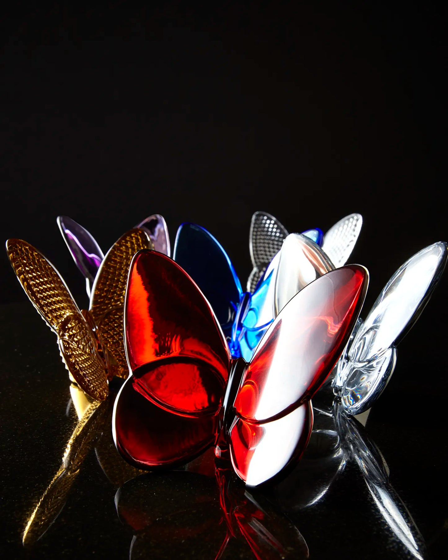 Papillon Lucky Butterfly, Black