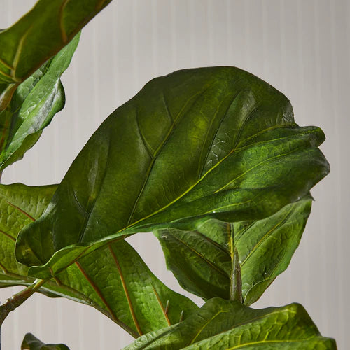 Fuddle Leaf Fig Potted 43"