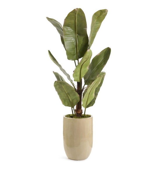 The New Banana Plant