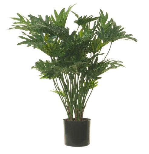 Philodendron Xanadu