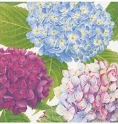 Hydrangea Garden Blue Paper Dinner Napkins in Black - 20 Per Package