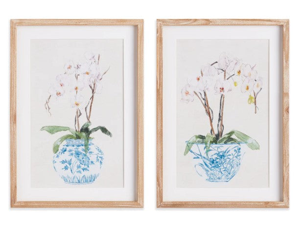 Potted Phalaenopsis Print