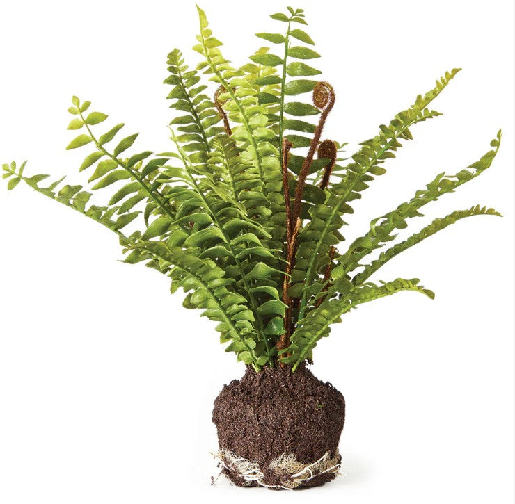 Boston Fern 11" Drop In