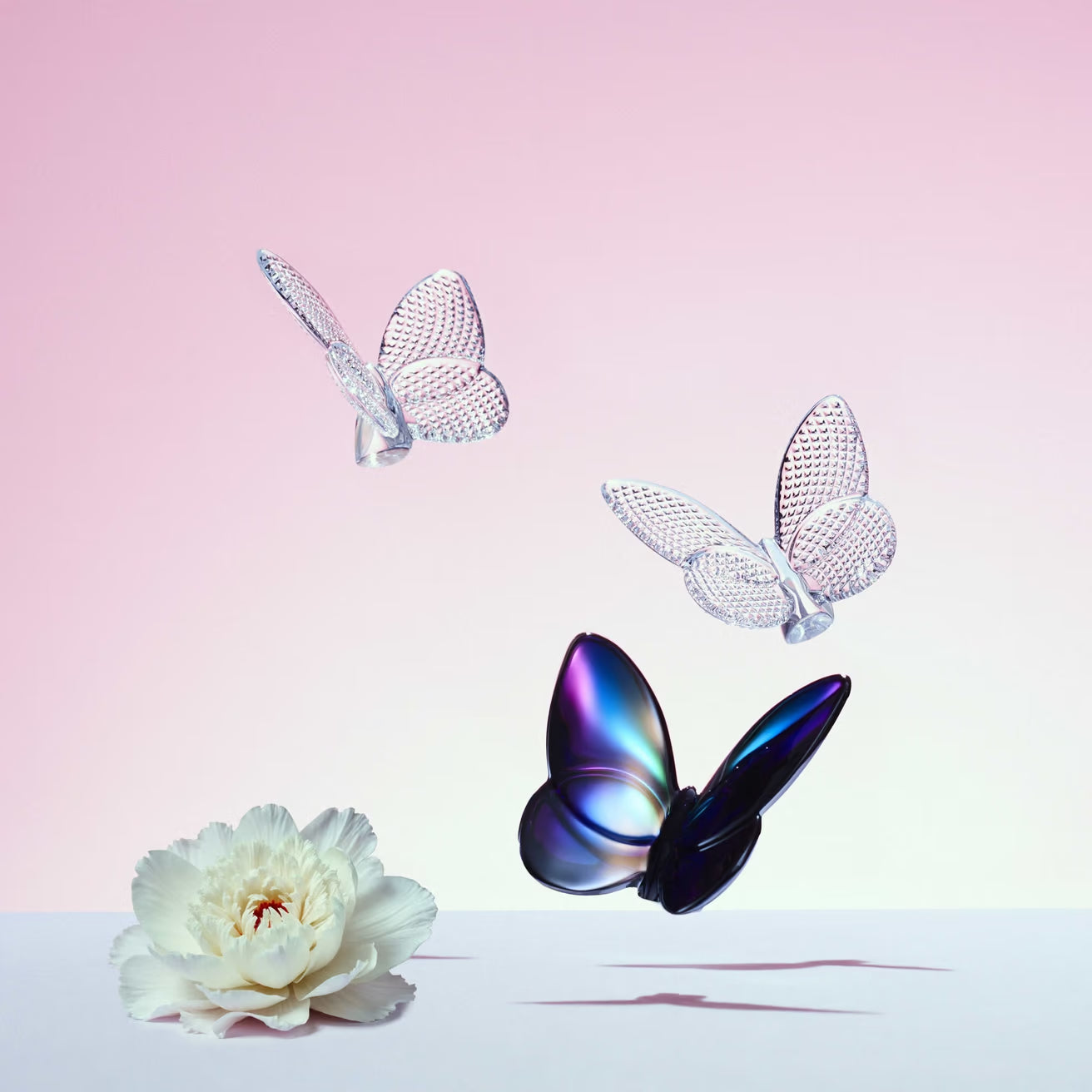 Papillon Lucky Butterfly, Blue Scarabee