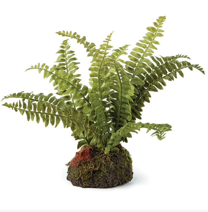 Boston Fern 7" Drop In
