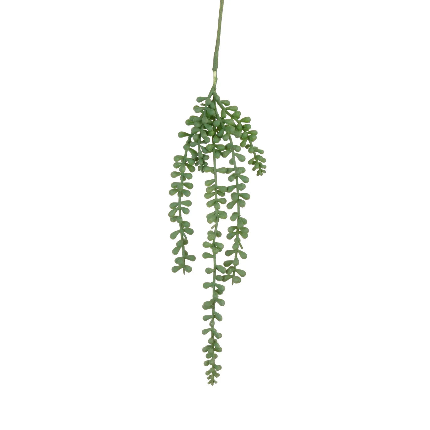 Sedum Line Hanging