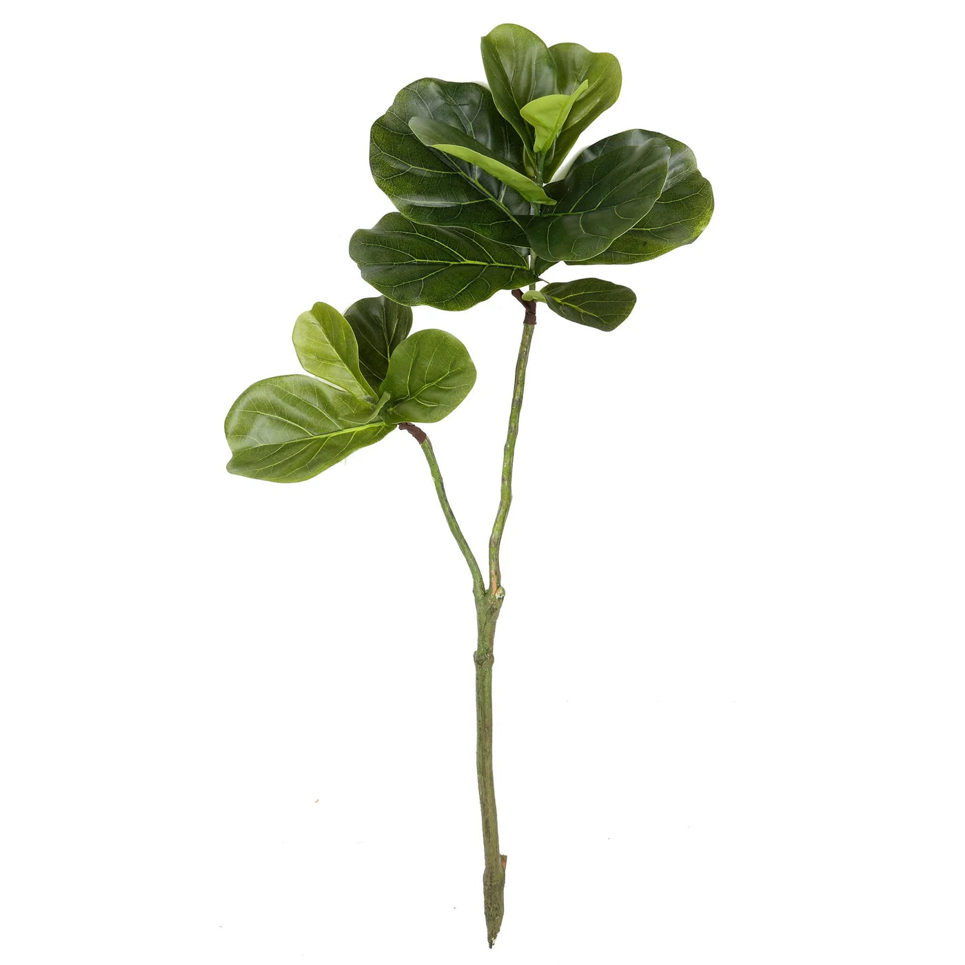 Fiddle Leaf Branch 32''