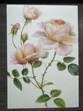 Pink Rose Sympathy Card