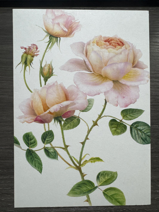 Pink Rose Sympathy Card