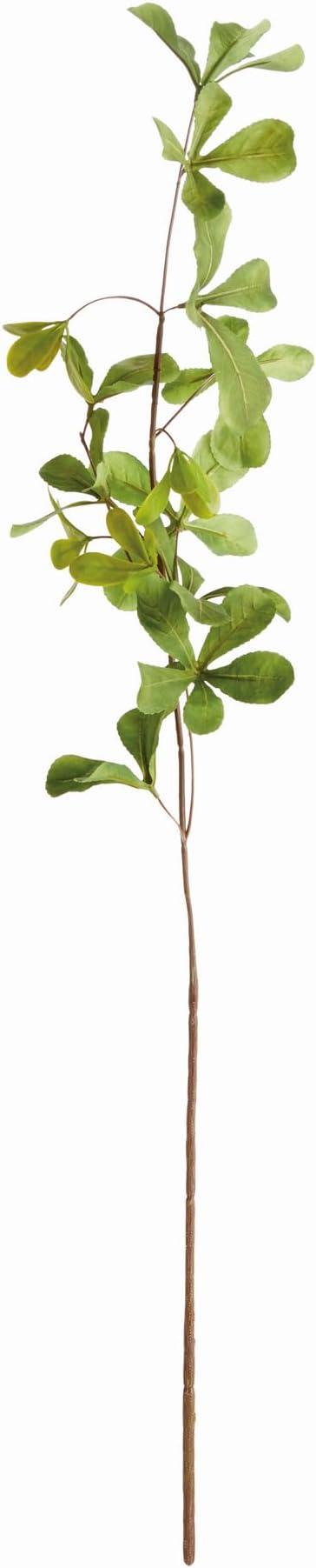 Shady Lady Black Olive Stems 28", Set of 4