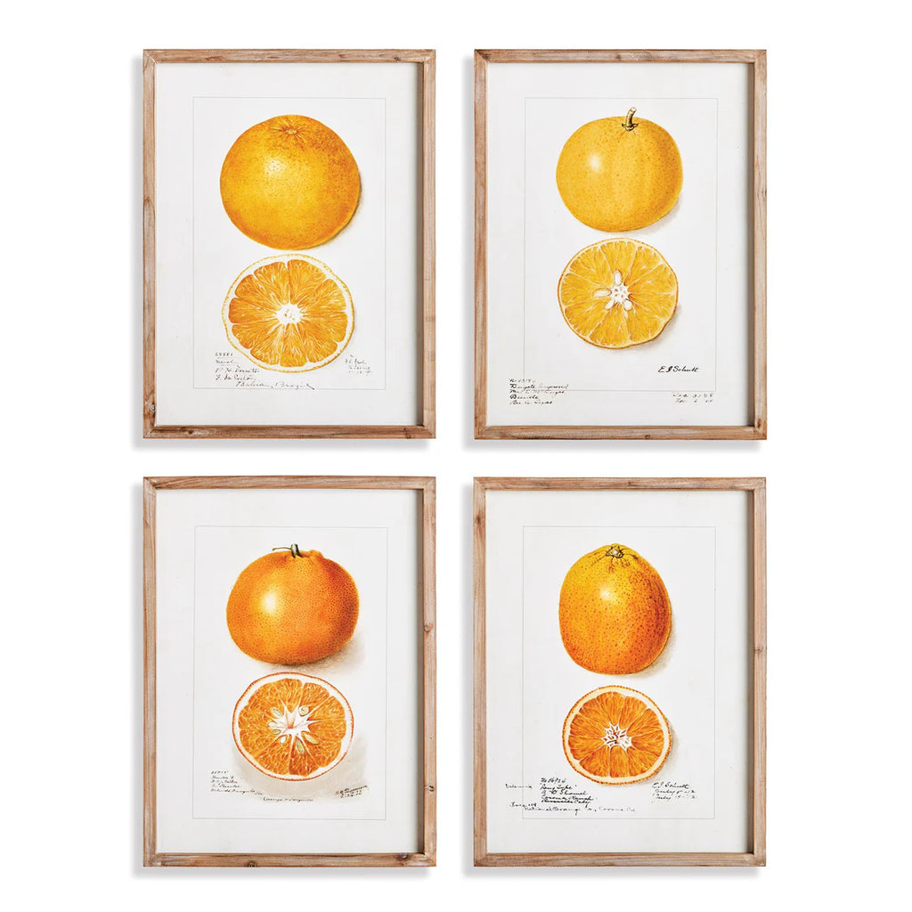 Citrus Study Art