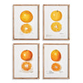 Citrus Study Art