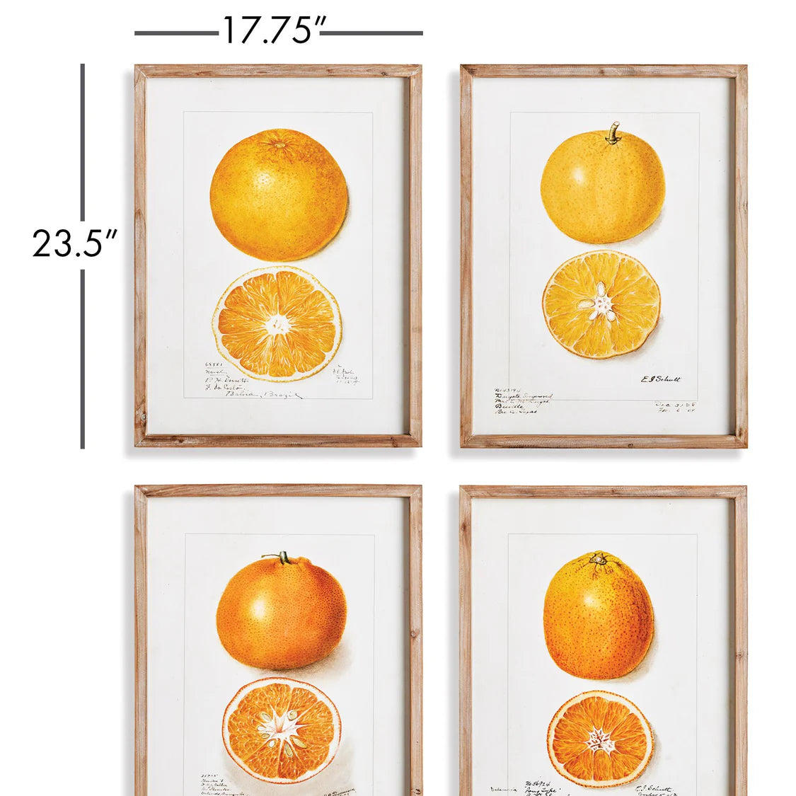 Citrus Study Art