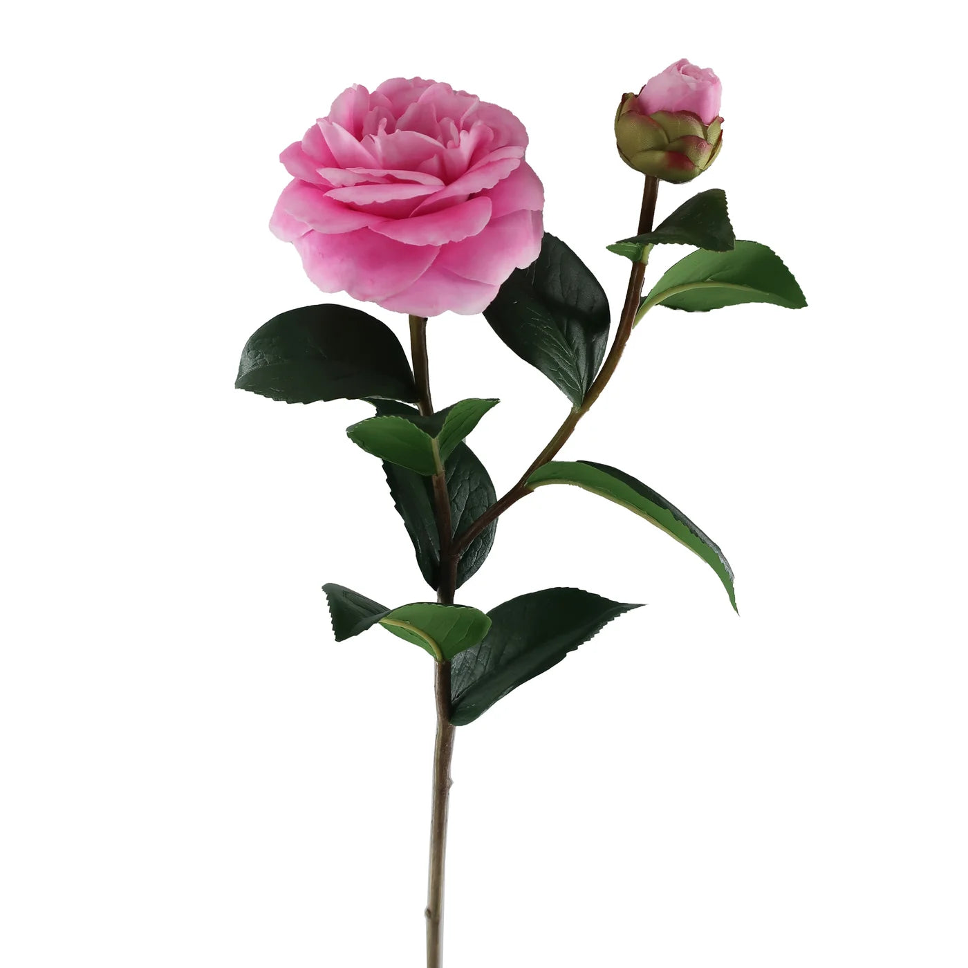 Pink Camellia 24"