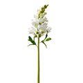 White Snapdragon 23"