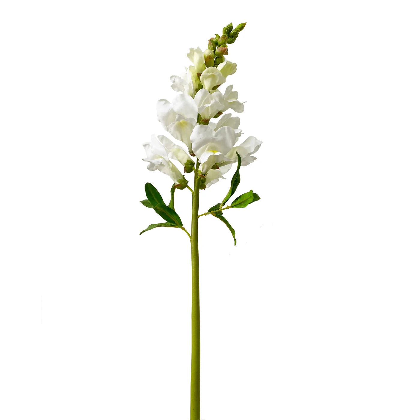 White Snapdragon 23"