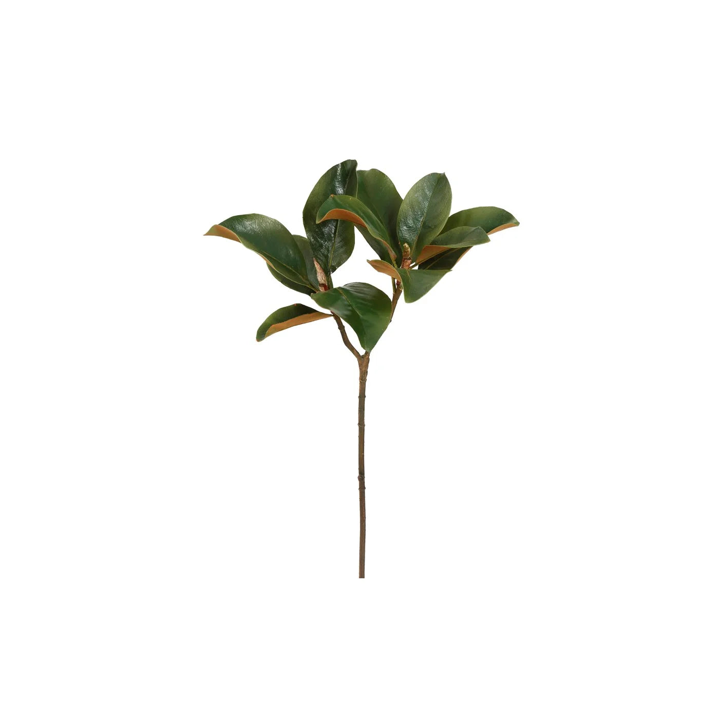 Magnolia Leaf 25"