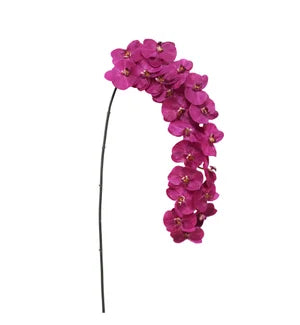 Fuchsia Orchid Phalaenopsis 66"