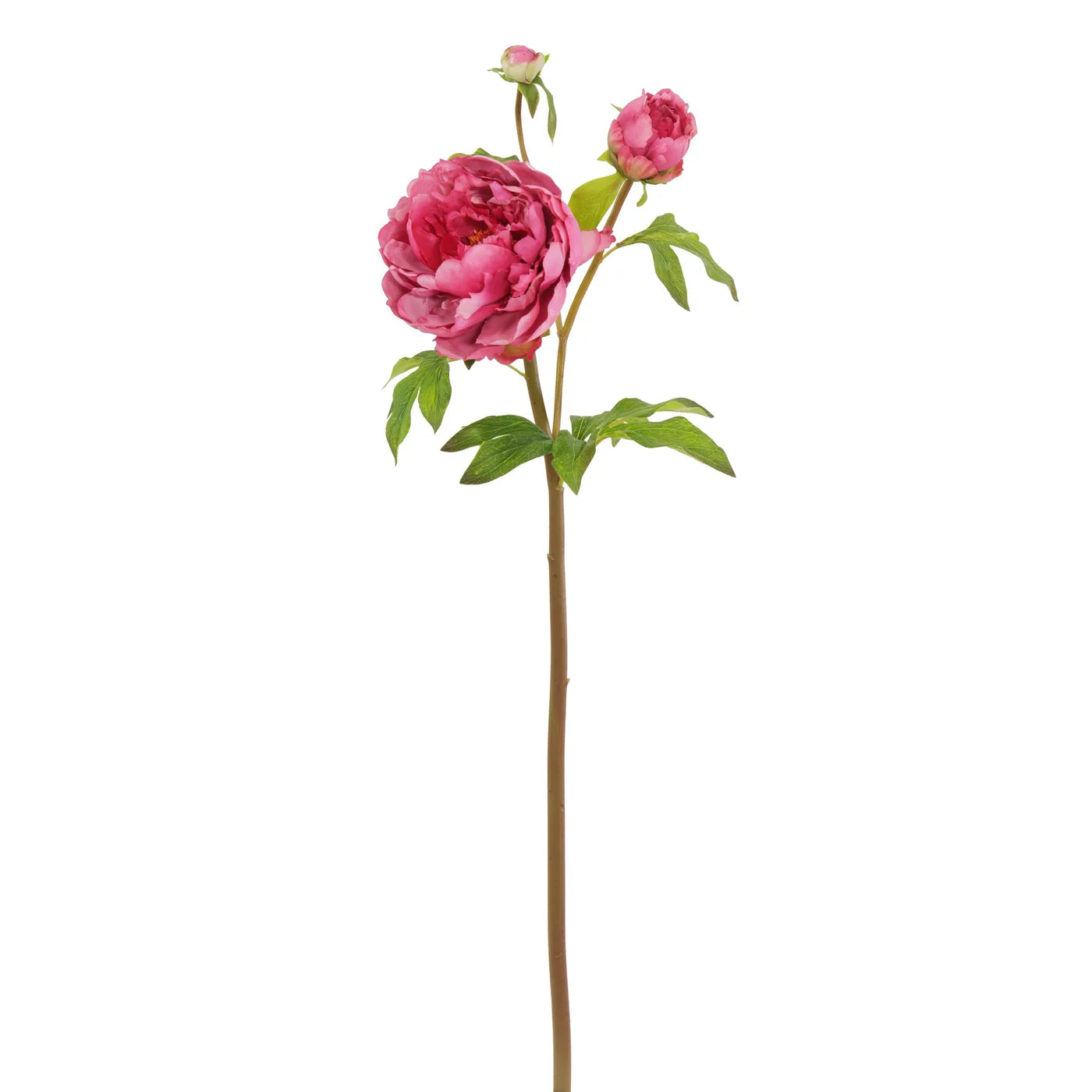 Fuchsia Peony Open 29"