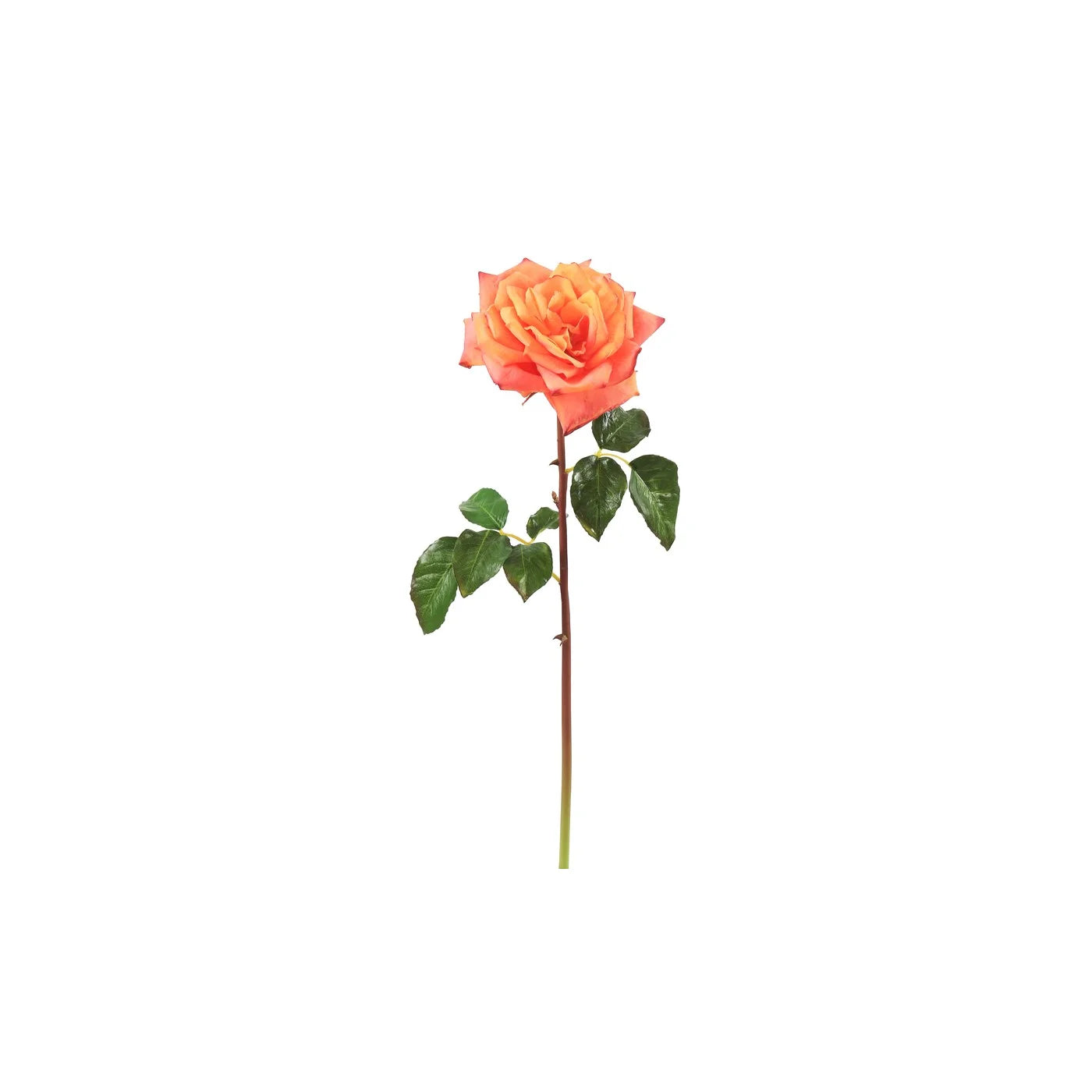 Peach Rose Westminster 20.5"