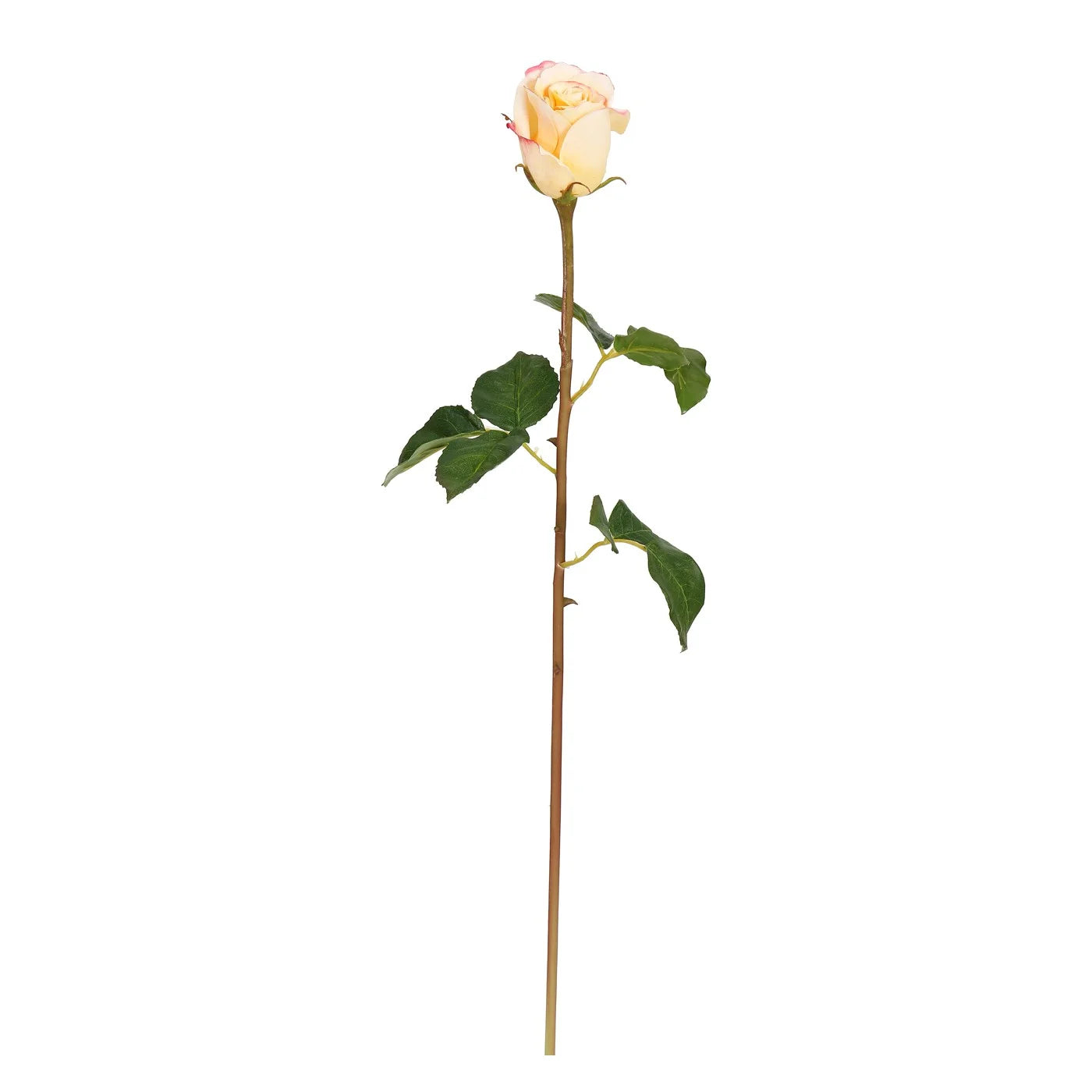 Coral Rose Dutchess Bud 20"