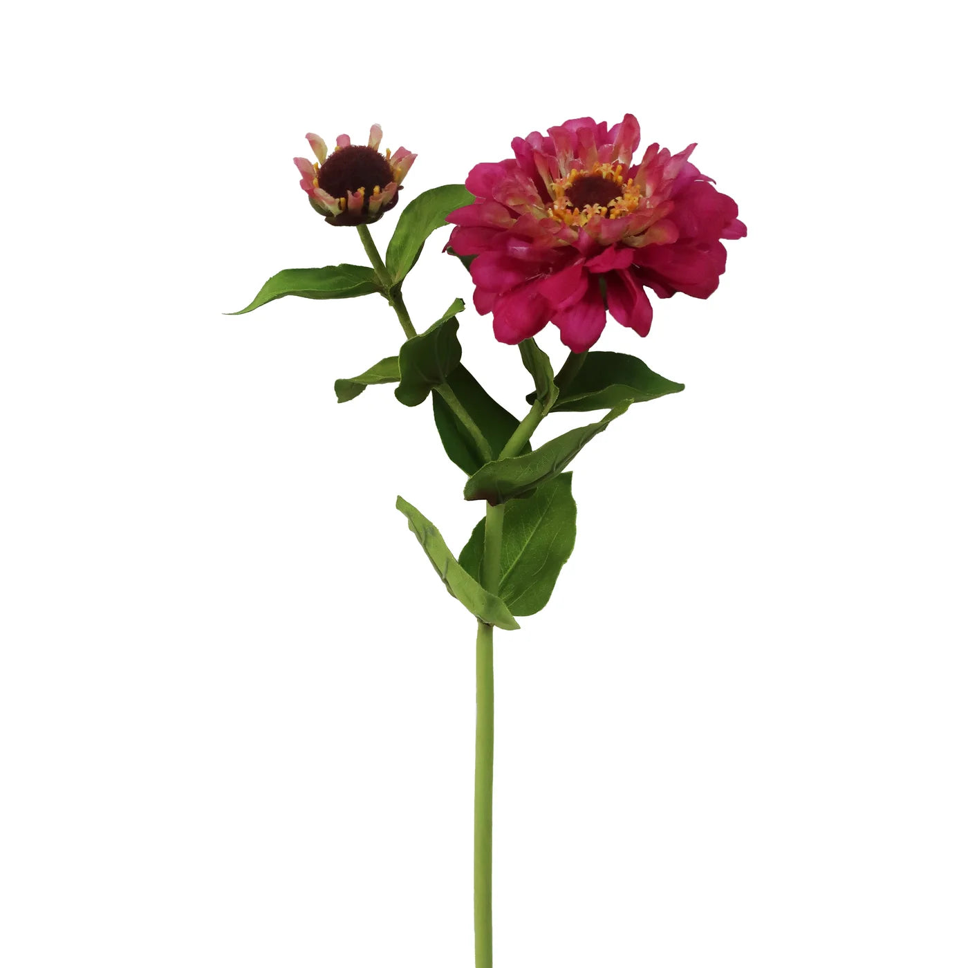 Zinnia 24.5"
