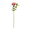 Fuchsia Zinnia 24.5"