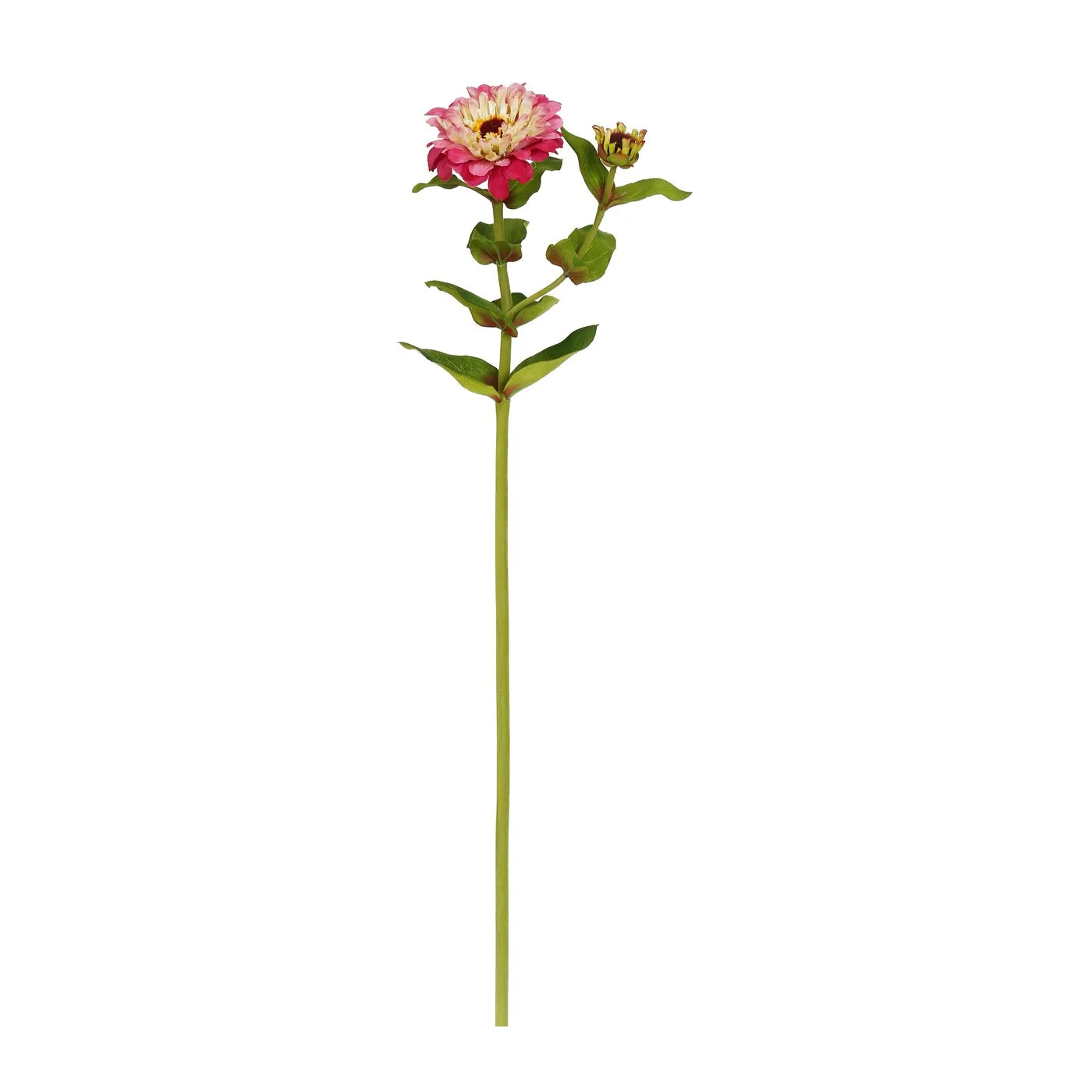 Fuchsia Zinnia 24.5"