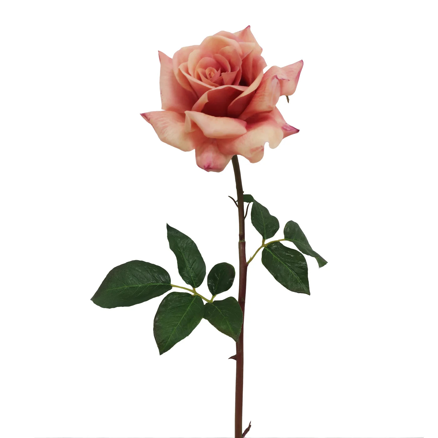 Deep Pink Dutchess Rose 20"