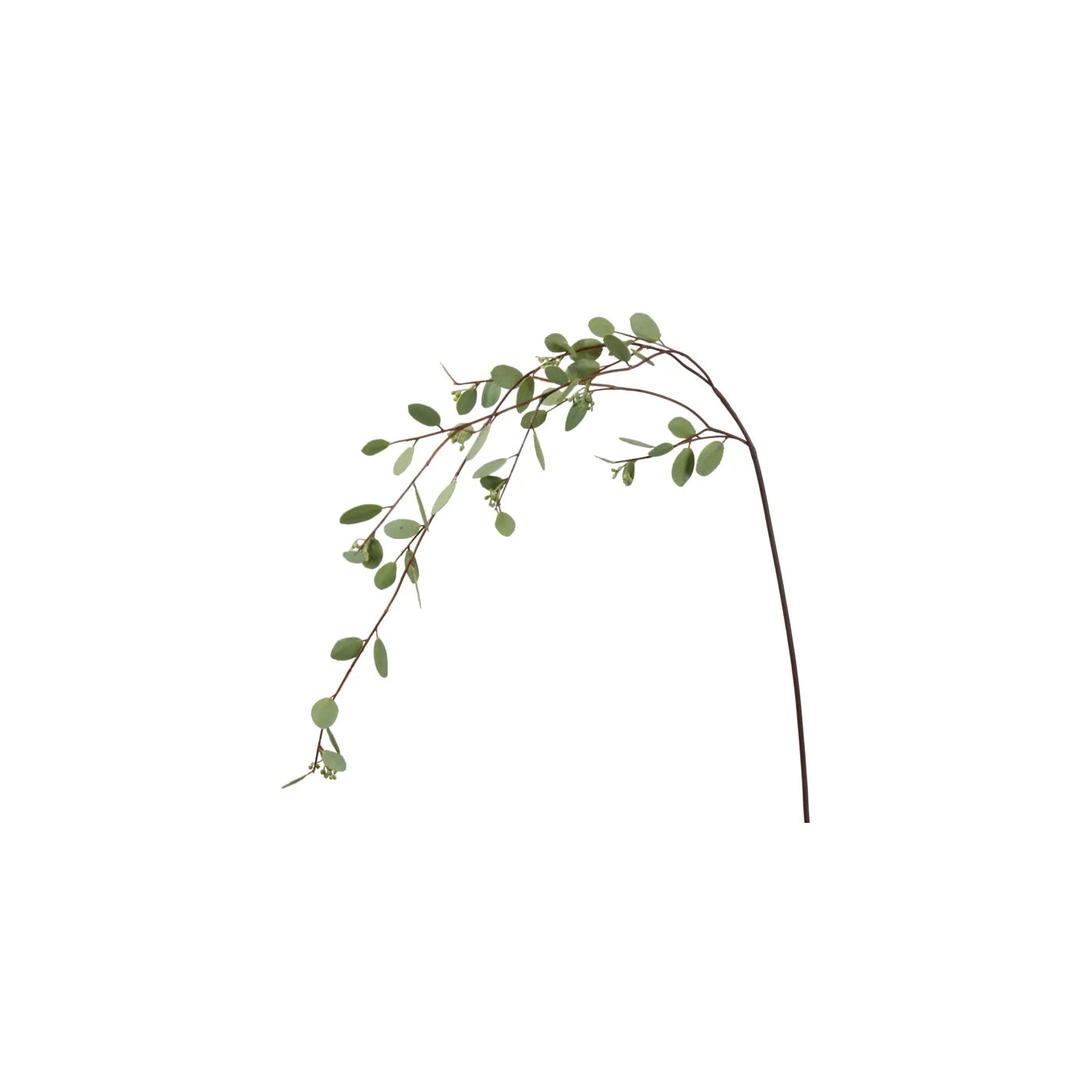 Eucalyptus Long Branch 46"