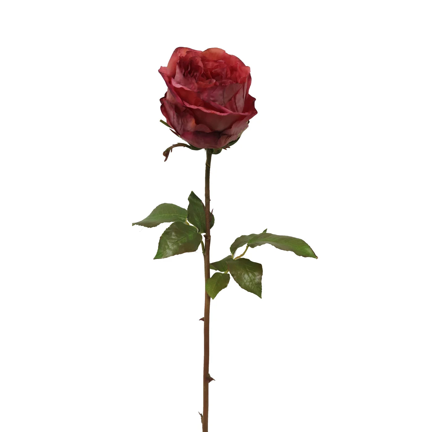 Rust Rose Dutchess Bud 21.5"