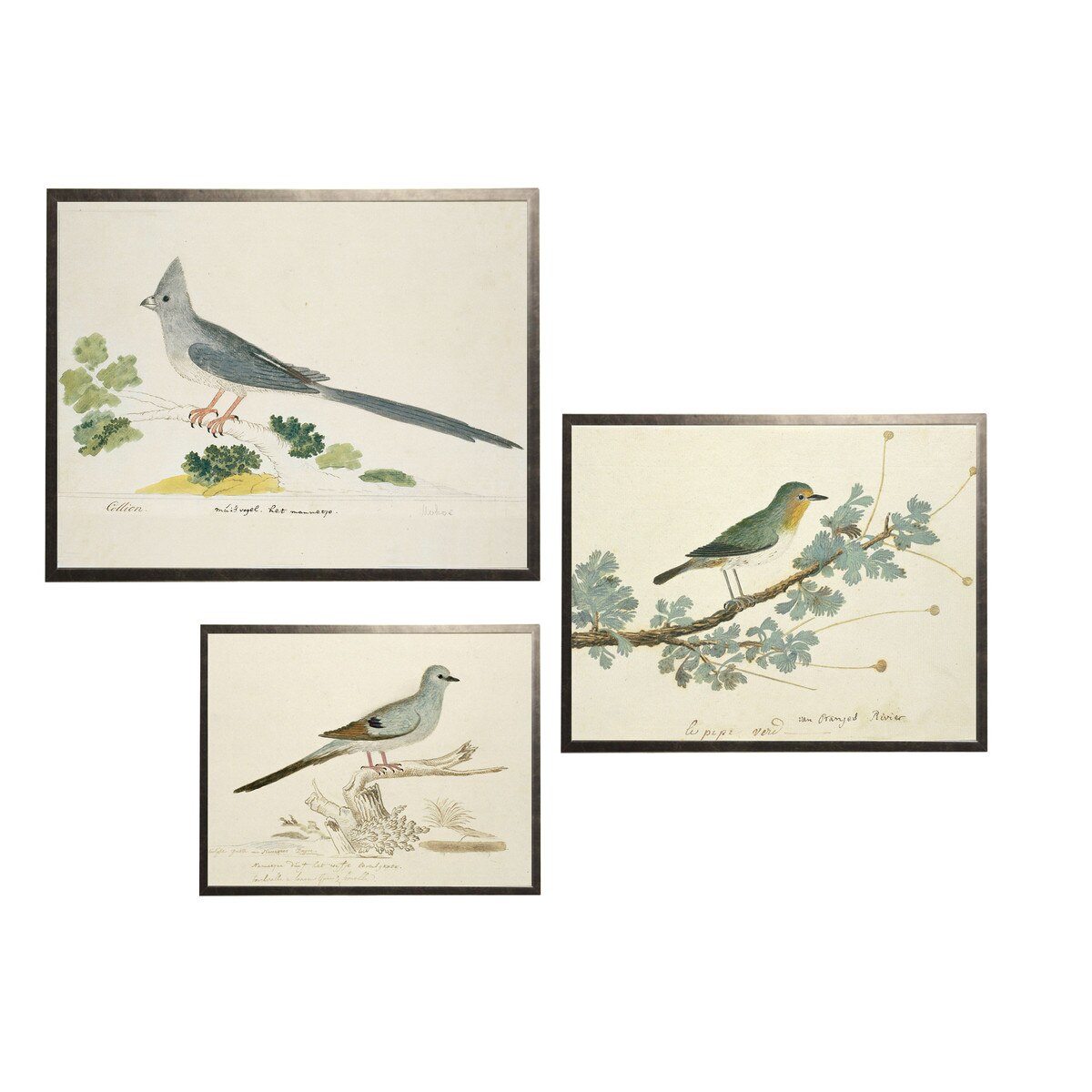 Petite Blue Bird Print