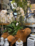 Teak Root Wood Arrangement