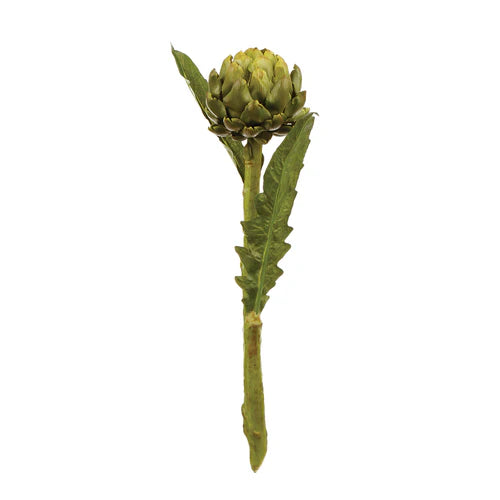 Artichoke 25" Stem