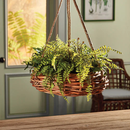 Boston Fern Rustic Drop In