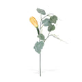 Squash Vine Stem