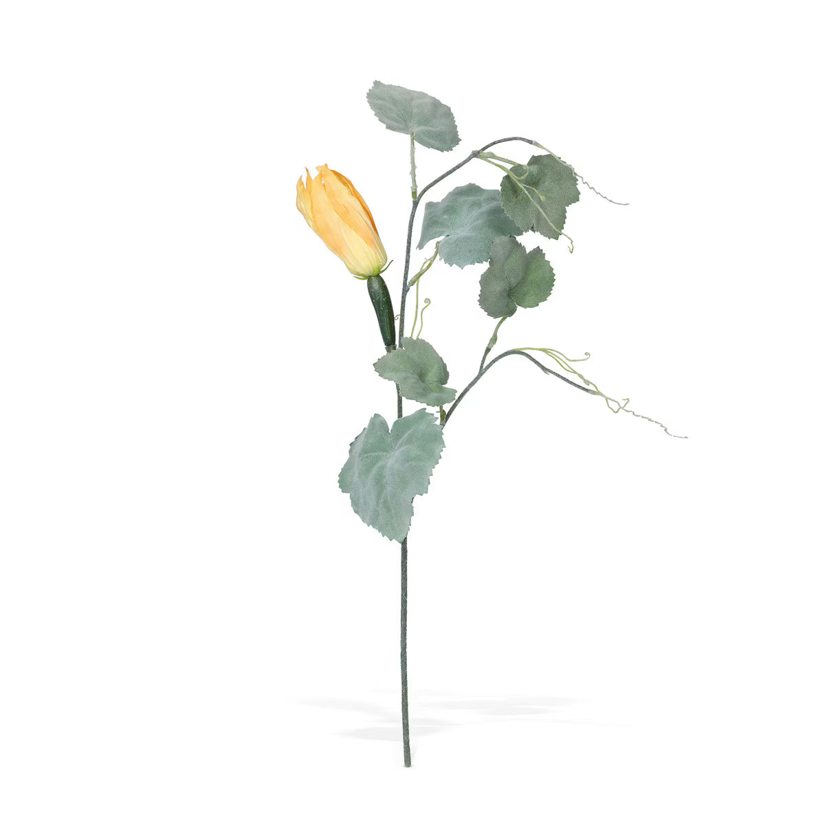 Squash Vine Stem