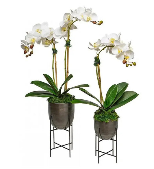 Double Orchid in Black Pot w/ Stand