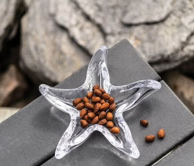 Starfish Dish