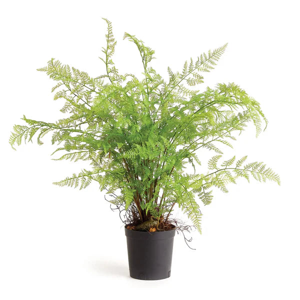 Soft Fern Drop In 36"