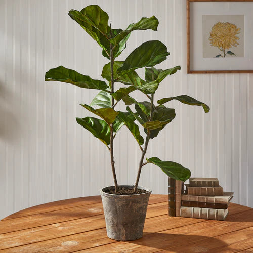 Fuddle Leaf Fig Potted 43"