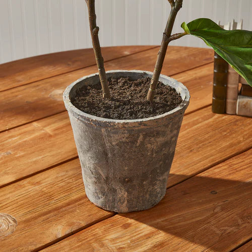 Fuddle Leaf Fig Potted 43"