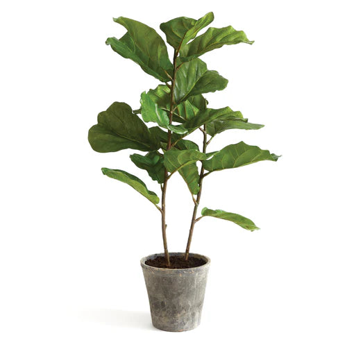 Fuddle Leaf Fig Potted 43"