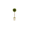 Boxwood Ball Topiary 24"