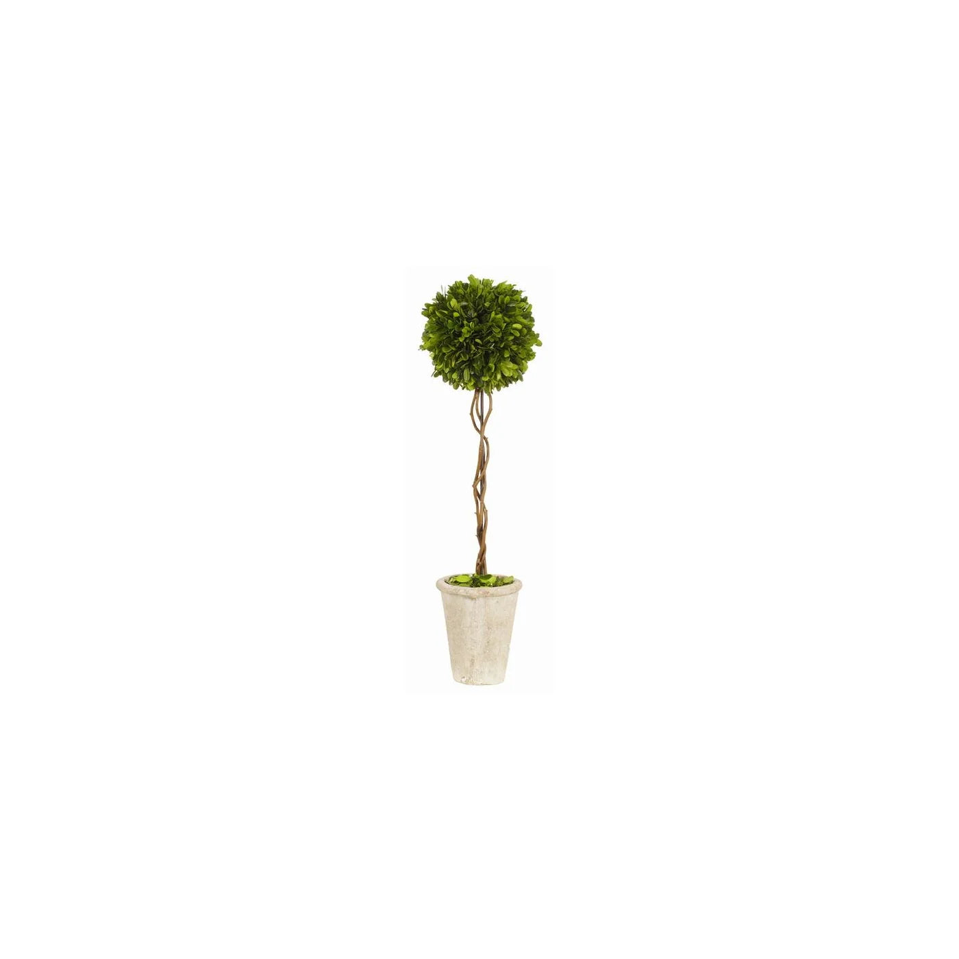 Boxwood Ball Topiary 24"