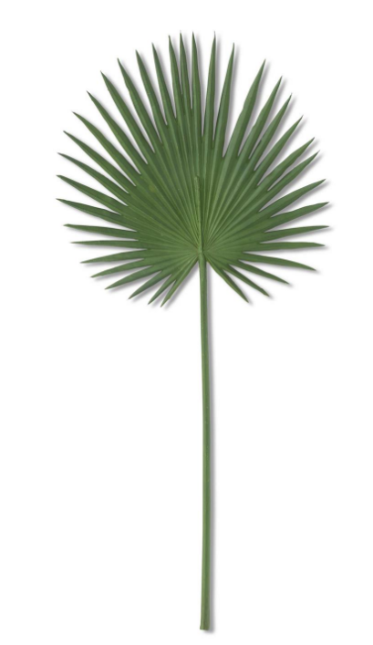 Fan Palm Leaf Stem 44 Inch