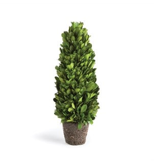 Boxwood Cone Topiary Drop-In 12"