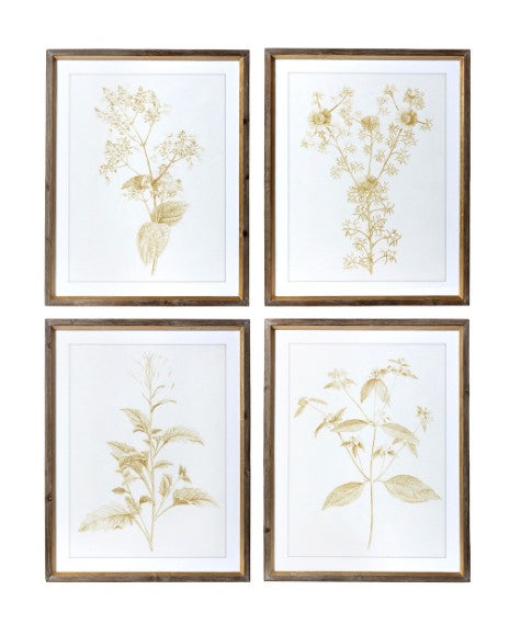Sepia Botanical Framed Print