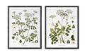 Summer Wildflower Framed Prints, 2 Assorted Styles